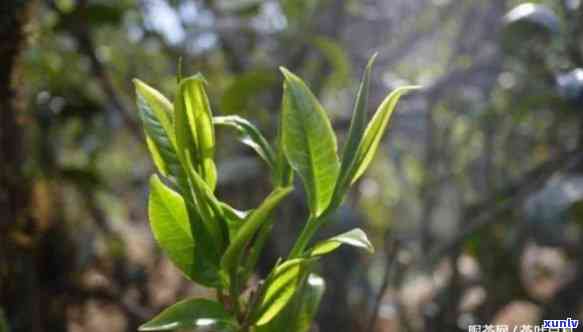 昔归古树茶的功效，探秘昔归古树茶的神奇功效，了解一下吧！