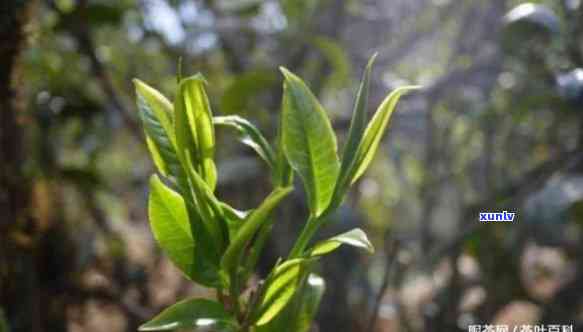 昔归古树茶树龄，探秘昔归古树茶：揭秘这款古老茶叶的树龄与独特魅力