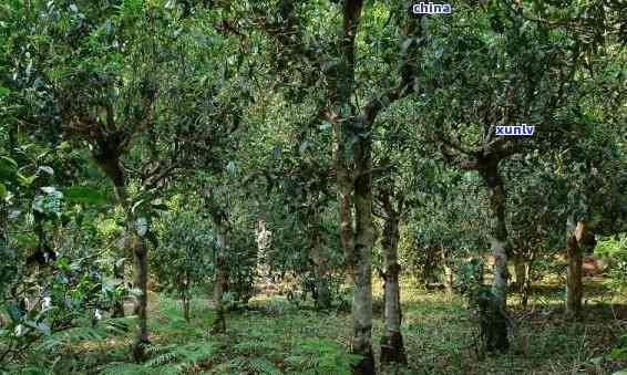 巴达古树茶地理位置介绍，揭秘巴达古树茶的神秘产地：地理环境解析