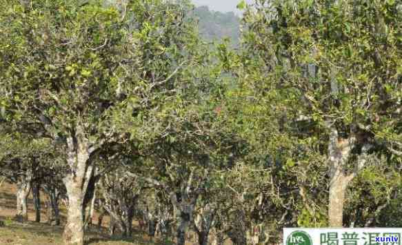 巴达古树茶地理位置介绍，揭秘巴达古树茶的神秘产地：地理环境解析