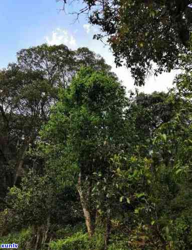 巴达古树茶在哪个山头，探寻巴达古树茶的源头：揭秘其生长的山头