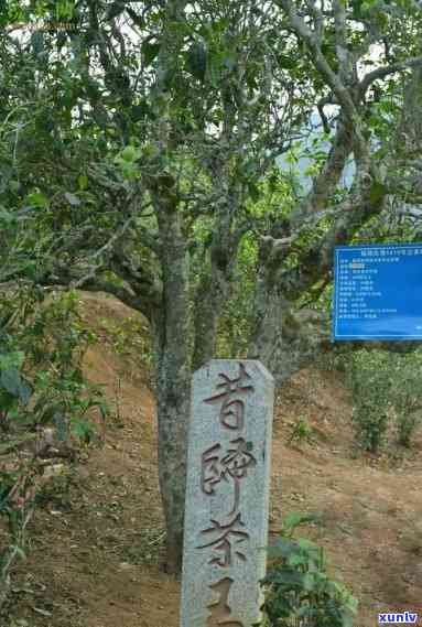 昔归古树茶地理位置，探寻昔日荣光：揭秘昔归古树茶的地理位置