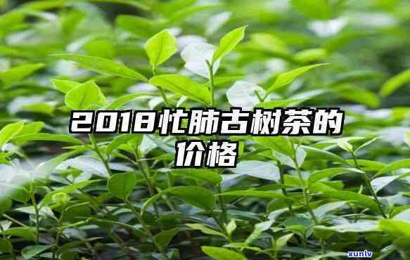 忙肺古树茶珍藏价格表及收藏价值解析，2018年最新价格一览