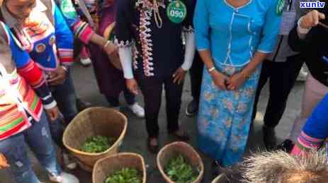 凤凰古树茶价格与特点全解