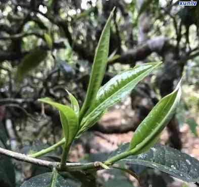 昔归古树茶开摘视频-昔归古树茶香气