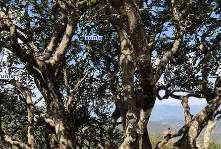 昔归古树茶产地在哪里，探寻古韵之源：揭秘昔归古树茶的产地