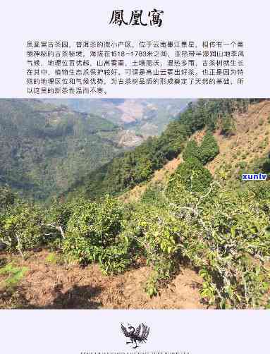 凤凰窝古树茶口感特点及易武、墨江区别，特点与价格全解析