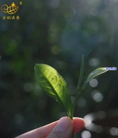 雨林古树茶一芽二叶，品味大自然：探索雨林古树茶的奥秘——一芽二叶的独特魅力