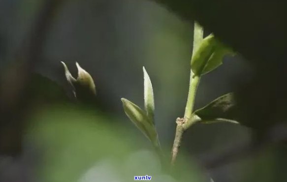 雨林古树茶一芽二叶，品味大自然：探索雨林古树茶的奥秘——一芽二叶的独特魅力