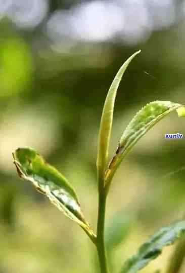 雨林古树茶一芽二叶，品味大自然：探索雨林古树茶的奥秘——一芽二叶的独特魅力