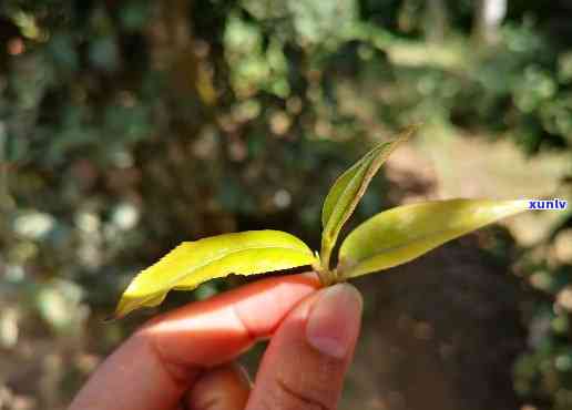 雨林古树茶一芽二叶，品味大自然：探索雨林古树茶的奥秘——一芽二叶的独特魅力