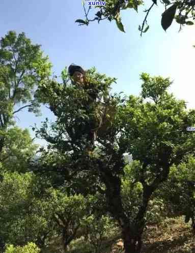 雨林古树茶迭出：价格、生茶多少钱？