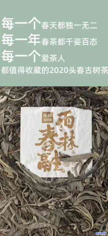 雨林古树茶迭出：价格、生茶多少钱？