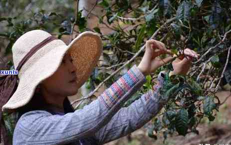 云南西双版纳古茶树茶叶，【地道好茶】云南西双版纳古茶树茶叶，给你带来纯正的普洱茶体验！