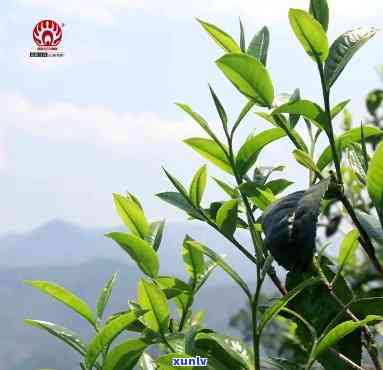 昔归古树茶A片价格-昔归古树茶2020年价格