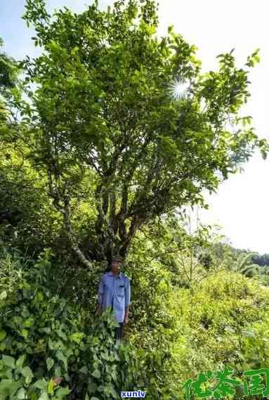 砍盆箐古树茶价格及包装介绍，每斤售价多少？