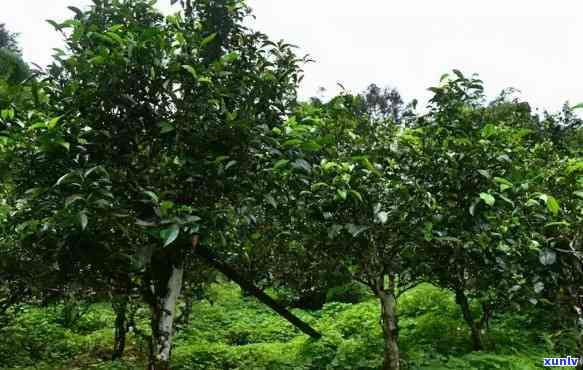 东半山古树茶特点，探寻东半山古树茶的独特魅力与特性