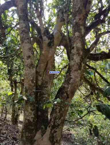 东半山古树茶怎么样-东半山古树茶怎么样好喝吗