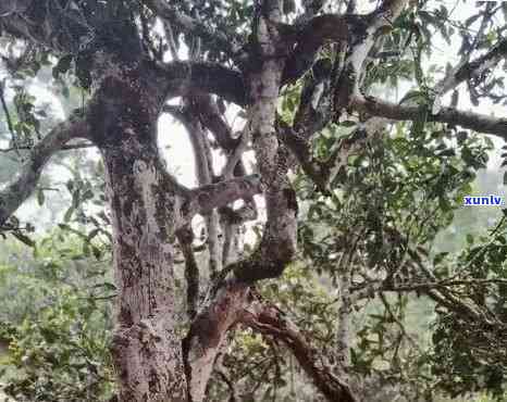 探究小勐峨古树茶的独特口感及特点