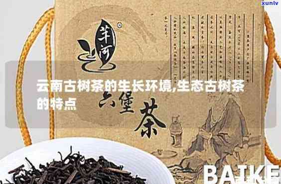 益中云古树茶怎么样-益中云古树茶业