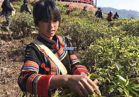 老乌山古树茶的特点：探寻其独特魅力与历渊源