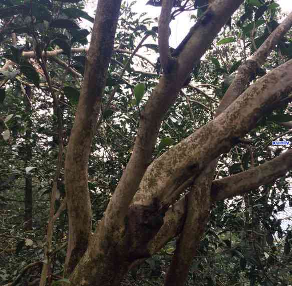 老乌山古树茶的特点：探寻其独特魅力与历渊源