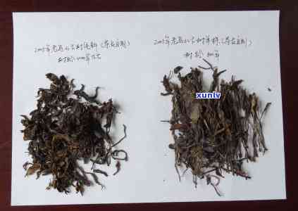 老乌山古树茶属于哪个茶区，探寻老乌山古树茶的产地：它属于哪个茶区？