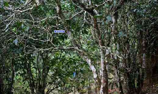 忙肺山古树茶：品种、产地与特点全介绍