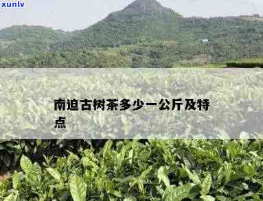 南迫古树茶口感怎样-南迫古树茶口感特点