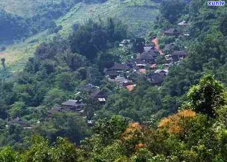 基诺山古树茶怎么样-基诺山古树茶怎么样好喝吗