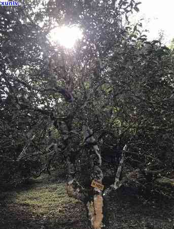 易武茶区七村八寨的八寨：普洱茶与易武山的历与文化