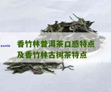 香竹林古树茶：独特的口感体验