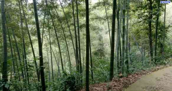 香竹林古树茶怎么样-香竹林古树茶怎么样好喝吗