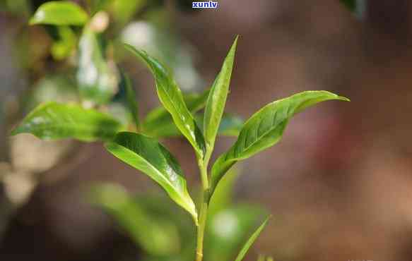 哀牢山古树茶属于哪个茶区，探秘云南茶叶：哀牢山古树茶的产地与特点