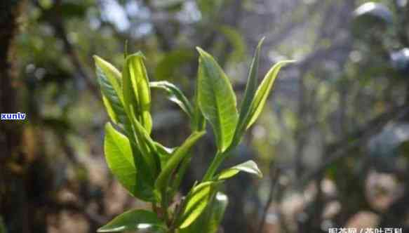 探究昔归古树茶的香气：味道与特点分析