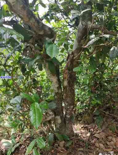 黄草林古树茶树龄，探寻古老韵味：黄草林古树茶树龄的魅力与价值