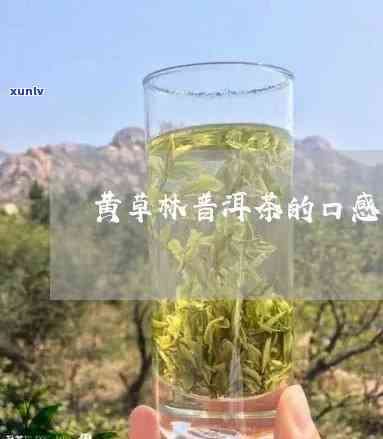 黄草林古树茶怎么样-黄草林古树茶怎么样好喝吗