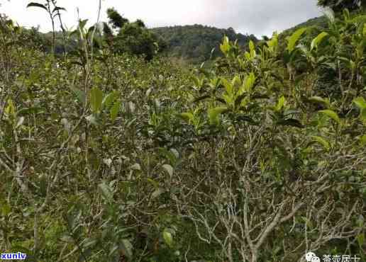 黄草林古树茶怎么样-黄草林古树茶怎么样好喝吗