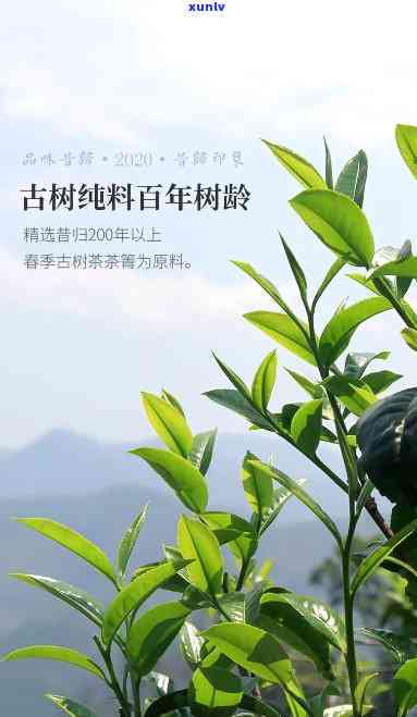 勐傣茶厂昔归古树茶-2020勐傣昔归