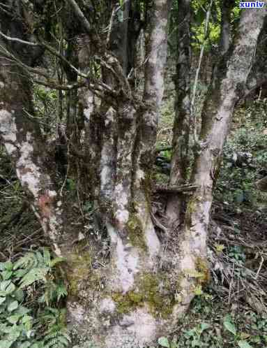 下关磨烈怎么样？古树茶评价与特点解析