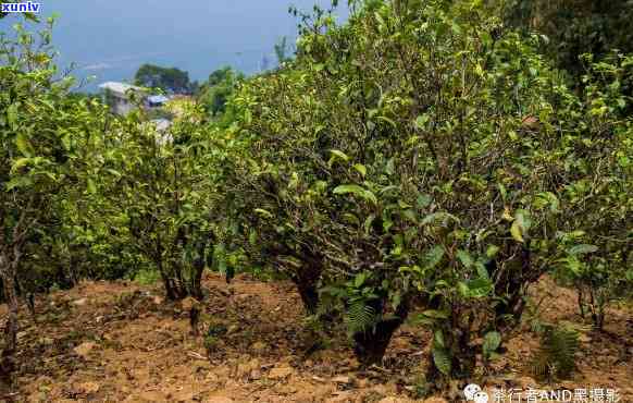 下关磨烈怎么样？古树茶评价与特点解析