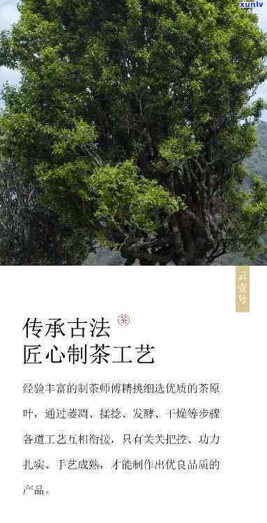 黄家寨古树茶怎么样-黄家寨古树茶怎么样好喝吗