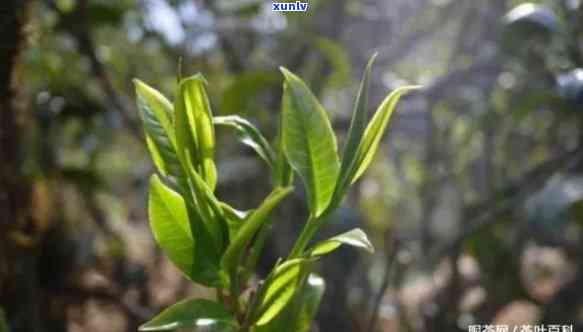 探索昔归古树茶香气的独特韵味与特点