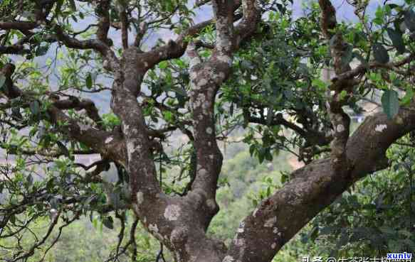 南糯山单株古树茶性价比如何？探究其价值与价格的关系