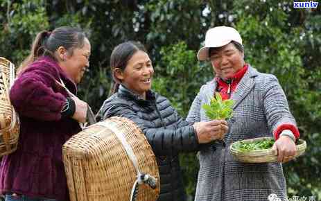 大理古树茶村有哪些地方，探秘云南大理：揭秘古树茶村的神秘之处