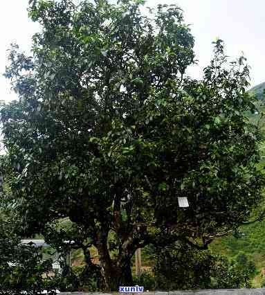 大理古树茶村有哪些地方，探秘云南大理：揭秘古树茶村的神秘之处