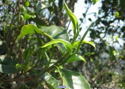 揭示昔归古树茶香气的独特魅力：味道与特点解析