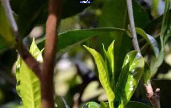 古树茶的特点、功效与红茶区别：养胃还是提神？正确冲泡 *** 解析