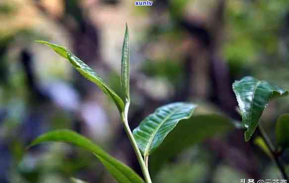 古树茶的作用与功效禁忌，深入了解古树茶：作用、功效与使用禁忌