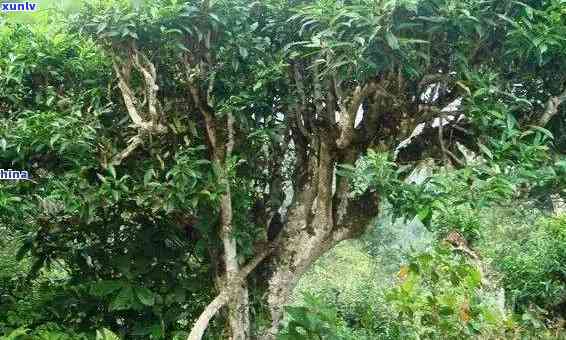 古树茶怎么样？探究雨林古树茶与麻栗坡古树茶的特点与优劣